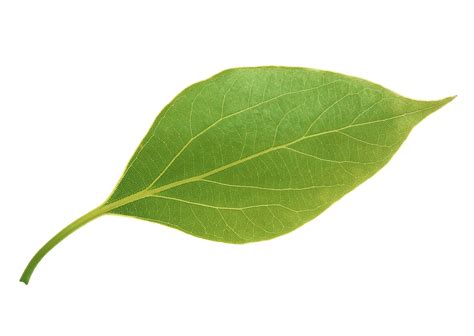 Leaf Transparent Png Images .
